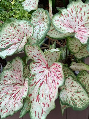 Caladium Day Dreamer